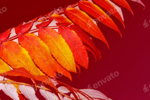 Preview: Autumn Landscape With Bright Colorful Leaves. Indian Summer. Foliage