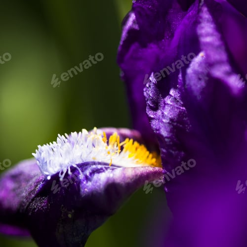 Preview: Details From A Beautiful, Dark Blue, Iris Flower With Natural Background