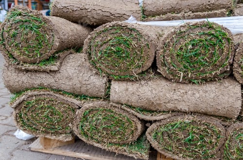 Preview: Gardener Applying Turf Rolls, Grass Rolls Ready For Installing