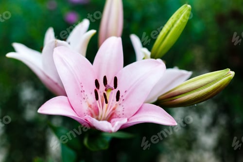 Preview: Beautiful Flowers Of Pink Lilium In Green Garden In Summer Day, Nature Background