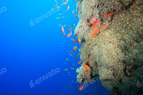 Preview: Soft Coral And Red Sea Anthias