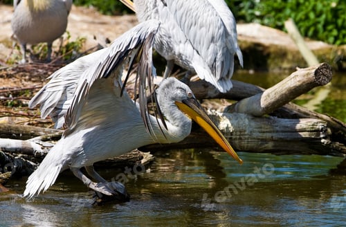 Preview: White Pelican