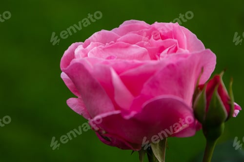 Preview: Beautiful Rose In Green Background