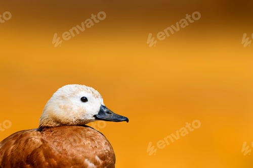Preview: Cute Duck. Natural Background. Isolated Bird Image. Bird: Ruddy Shelduck. Tadorna Ferruginea.