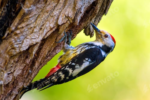 Preview: Cute Woodpecker On Tree. Green Forest Background.