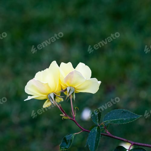 Preview: Colorful, Beautiful, Delicate Rose In The Garden