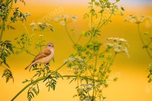 Preview: Cute Bird. Green Branches And Yellow Background. Bird: Eurasian Penduline Tit.