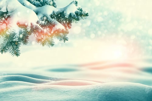 Preview: Frozen Winter Forest With Snow Covered Trees. Coniferous Branch.