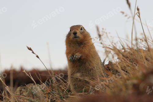 Preview: Arctic Ground Squirrel Alaska