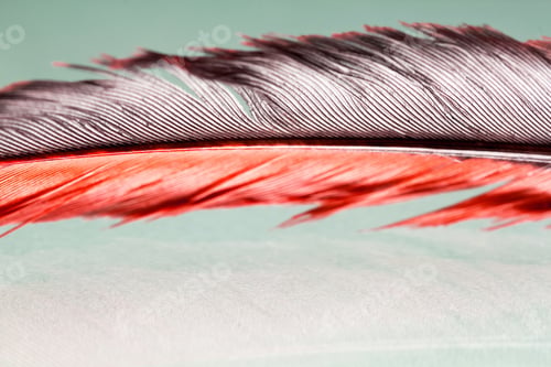 Preview: Colorful Hen Feather With Details And Reflexions