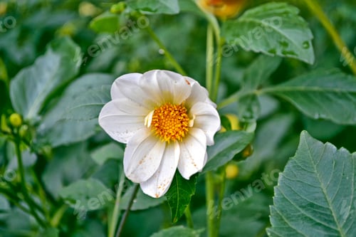 Preview: Colorful Dahlia Flowers On A Background Of The Autumn Landscape