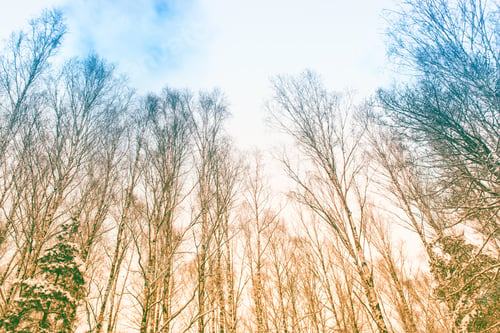 Preview: Blur. Frozen Winter Forest With Snow Covered Trees.