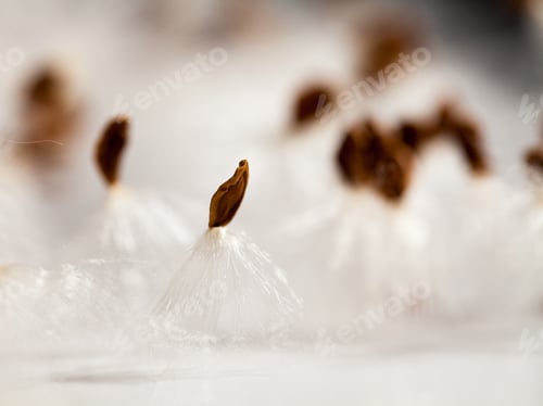 Preview: Abstract Composition With Dried Plants Seeds. Looks Like Dandelion Seeds