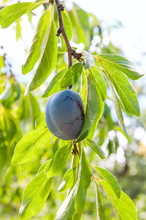 Preview: Close Up Of The Plums Ripe On Branch. Ripe Plums On A Tree Branch In The Orchard. View Of Fresh
