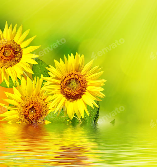 Preview: Beautiful Sunflower Field In Summer. Yellow Flowers