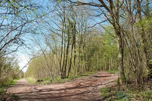 Preview: Springtime Walks In The Woods.