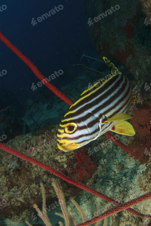 Preview: Oriental Sweetlips Fish