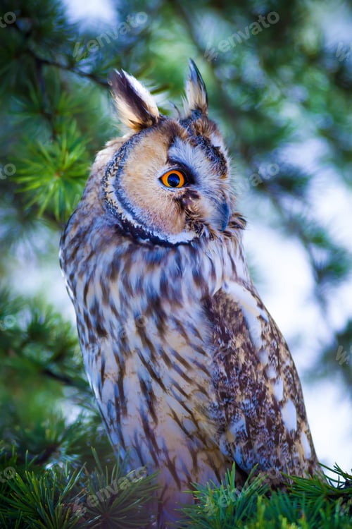 Preview: Forest And Owl. Green Pine Tree Background.