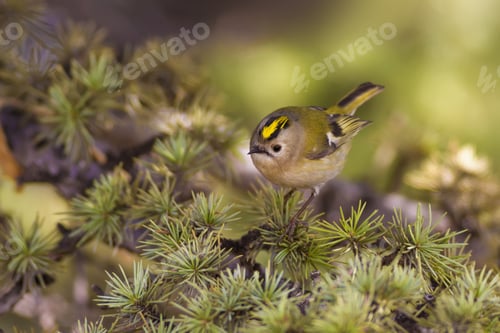 Preview: Bird On Tree Branch. Forest And Bird. Nature Background. Goldcrest / Regulus Regulus