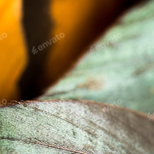 Preview: Colorful Rooster Feather With Details And Reflexions