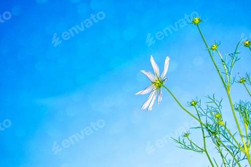 Preview: Colorful Cosmos Flowers On A Background Of Summer Landscape.