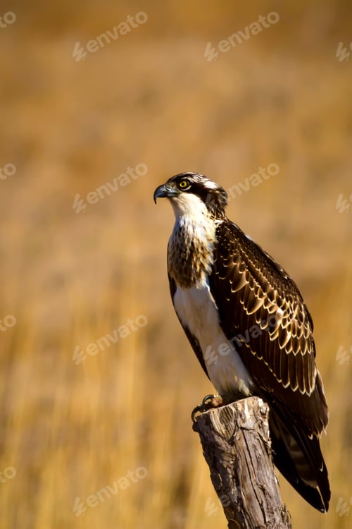 Preview: Osprey. Yellow Nature Background.