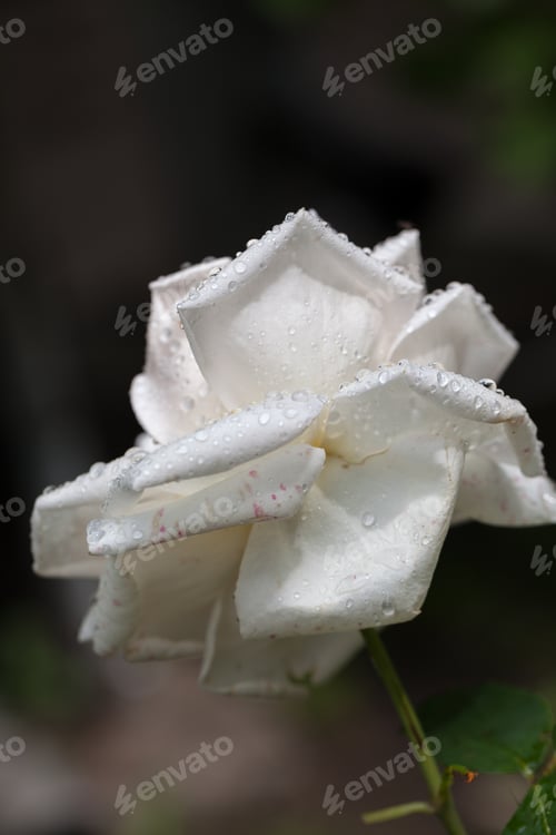 Preview: White, Beautiful, Delicate Rose Petals And Water Drops