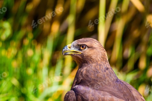 Preview: Bird Of Prey. Portrait Of Buzzard. Green Nature Background.