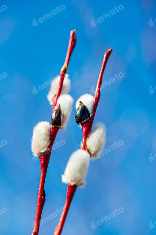 Preview: Old Dry Vegetation Texture In Autumn Nature. Abstract Backgrounds In Nature