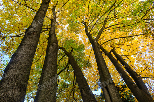 Preview: Gorgeous Maple Trees From Below