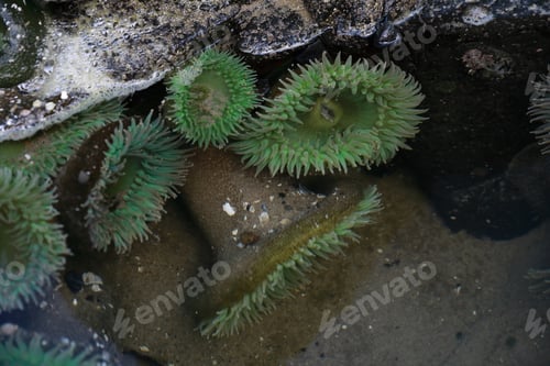 Preview: A Tidal Pool Filled With Sea Anemones And Mussels On The West Coast Oregon Usa