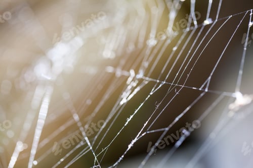 Preview: Abstract Composition With Spider Web Details