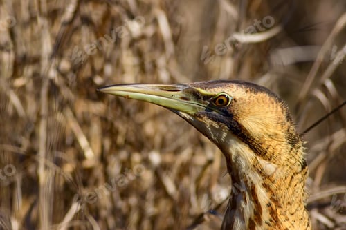 Preview: Nature And Bird. Bird: Eurasian Bittern. Botaurus Stellaris. Yellow Brown Habitat Background