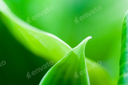 Preview: Green, Abstract Composition With Leaf Texture And Soft Focus