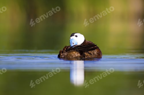 Preview: Swimming Duck. Colorful Lake Habitat Background. Bird: White Headed Duck. Oxyura Leucocephala.