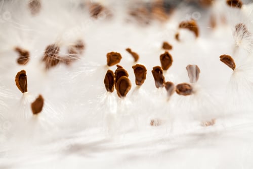 Preview: Abstract Composition With Dried Plants Seeds. Looks Like Dandelion Seeds