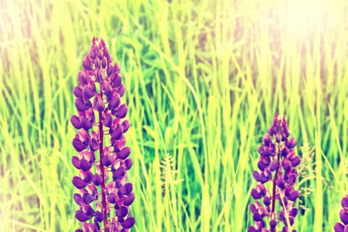 Preview: Summer Landscape With Beautiful Bright Lupine Flowers