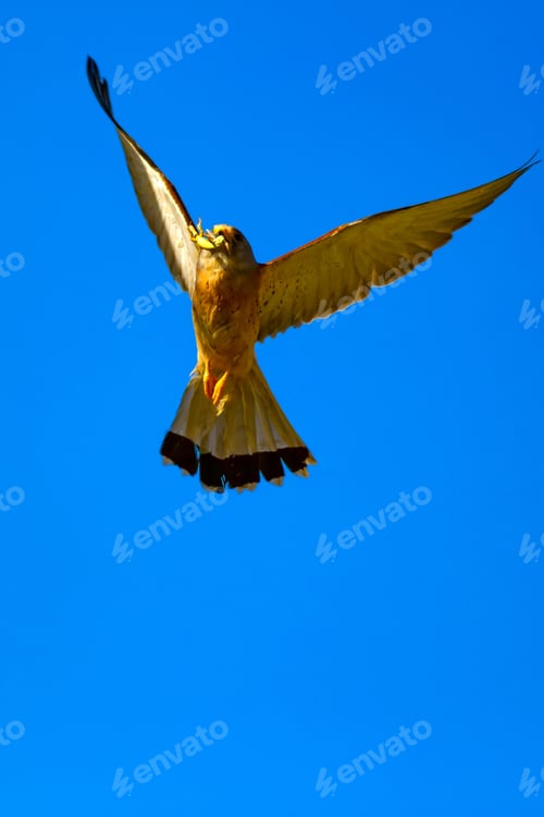 Preview: Flying Falcon With Hunt. Blue Sky Background. Bird: Lesser Kestrel. Falco Naumanni.
