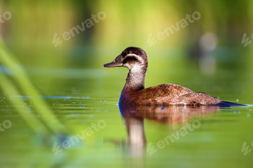 Preview: Swimming Duck. Green Lake Nature Background. Bird: White Headed Duck. Oxyura Leucocephala.