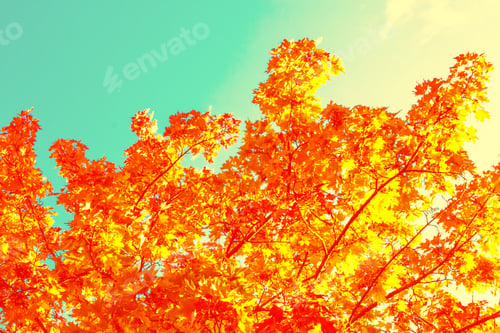 Preview: Autumn Landscape With Bright Colorful Foliage. Indian Summer. Leaf