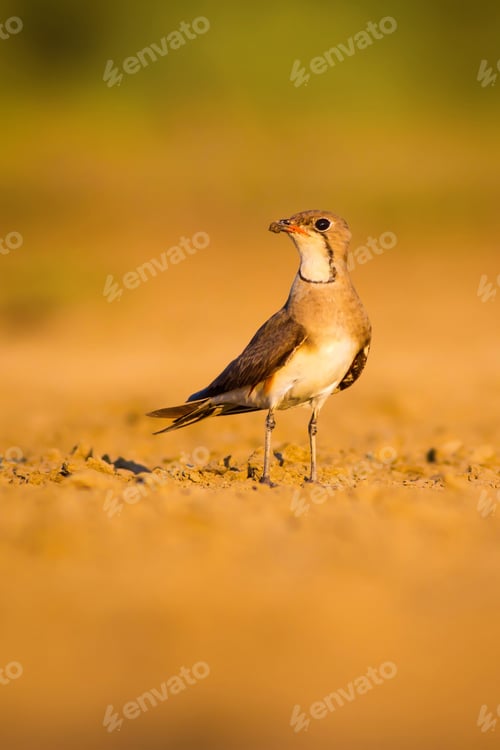 Preview: Bird And Yellow Dry Nature Background. Collared Pratincole / Glareola Pratincola