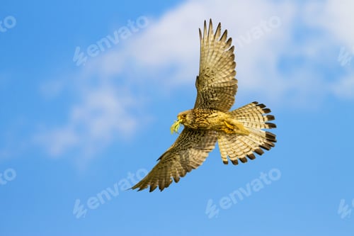 Preview: Flying Falcon. Blue Sky Background. Bird: Lesser Kestrel. Falco Naumanni.