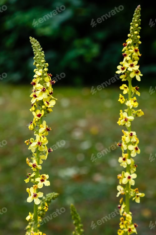 Preview: Black Mullein, Verbascum Nigrum Blossom Close Up. Medicinal Plants In The Garden