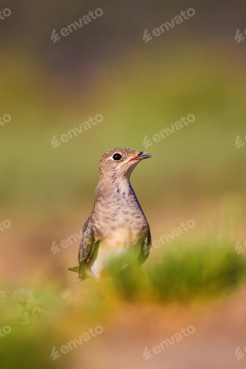 Preview: Cute Bird Collared Pratincole. Warm Colors Nature Background. Collared Pratincole / Glareola