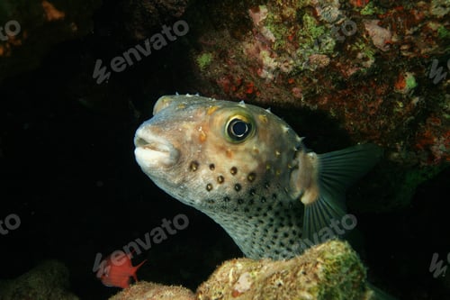 Preview: Yellowspotted Burrfish (Cyclithys Spilostylus)