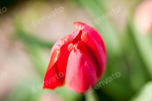 Preview: Abstract Photo With Tulip Petals