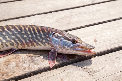 Preview: Freshwater Northern Pike Fish Know As Esox Lucius Lying On Vintage Wooden Background. Fishing