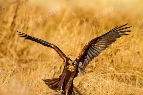Preview: Flying Wild Bird. Yellow Nature Background.