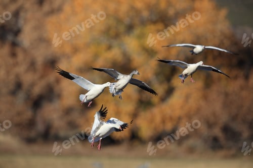 Preview: Snow Geese Bosque Del Apache, New Mexico Usa