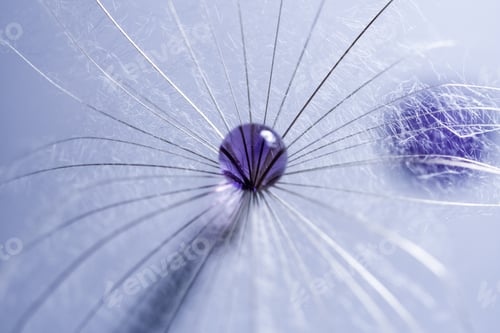 Preview: Macro, Abstract Composition With Colorful Water Drops On Dandelion Seeds